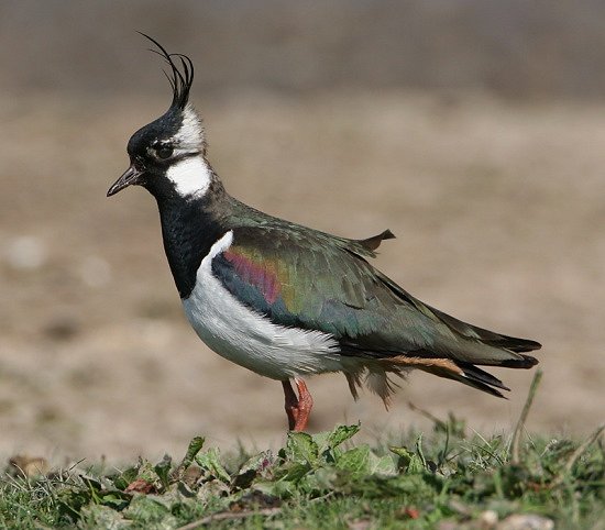 Kievit Northern Lapwing by Nigel Pye Google image from http://trailsandtreasures.com/blog/wp-content/uploads/2010/06/Northern-Lapwing-by-Nigel-Pye.jpg