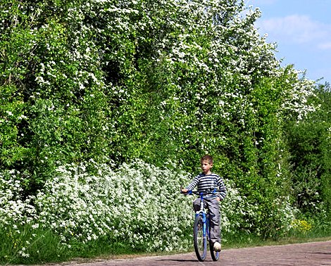 Boy riding bicycle wearing clogs Google image from http://www.alamy.com/stock-photo-farmers-notice-board-and-dutch-boy-with-wooden-clogs-riding-bicycle-37267111.html