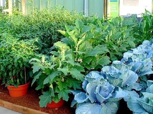 How to Grow Vegetables in Pots and Containers - Tips, Guides, Facts Google image from https://www.pinterest.com/pin/251146116696914008/