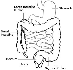 Large Intestine Diagram from Wikipedia