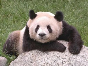 Panda Google image from http://www.chinaodysseytours.com/tours/pictures/Ashley-and-Lynn-Crisp/daybyday/panda-bear-d.jpg