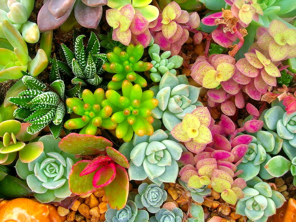 7 best sicculent plants for your home and garden from ahs.com
https://www.ahs.com/home-matters/lawn-garden/7-best-succulent-plants-for-your-home-and-garden/