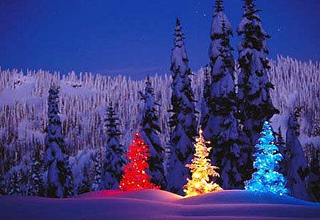 Christmas Trees from Around the World - Twelve Days of Christmas ...