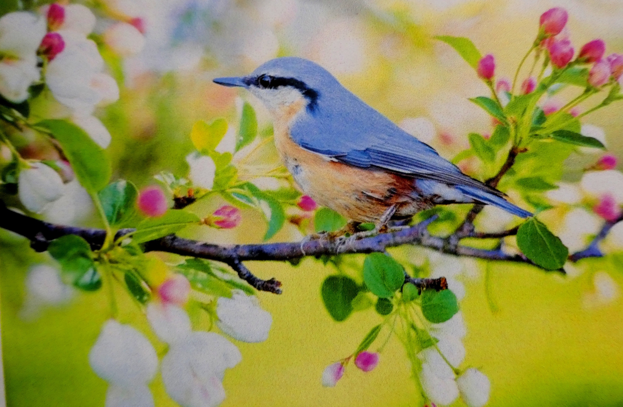 Blue Jay image source: Al Anon