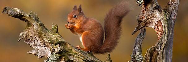 Eurasian Red Squirrel image source: Barb Anna, Getty Images https://www.bing.com/ 31Oct2020