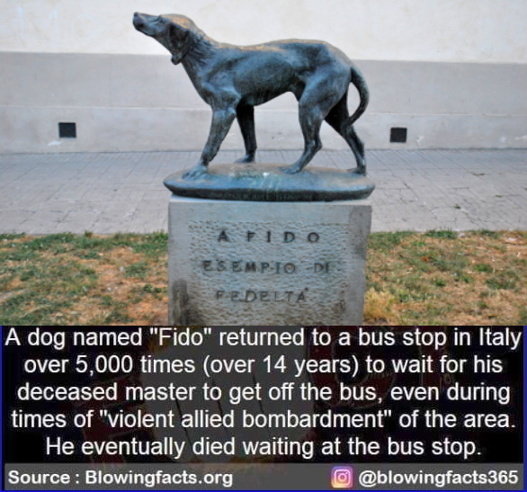 Fido, the dedicated dog in Italy. Image source: Blowingfacts.org. Story: https://www.about-mugello-travel-guide.com/borgo-san-lorenzo/dog-fido.html