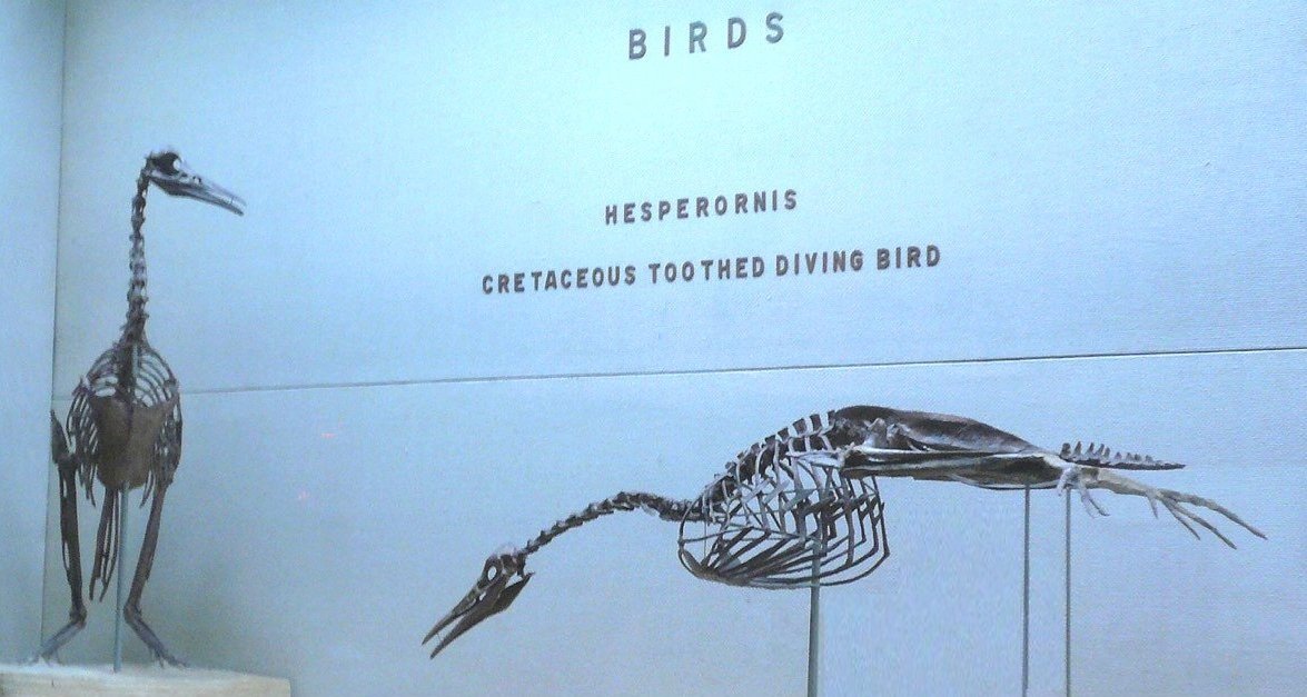 Hesperornis: Cretaceous Toothed Diving Bird image from 