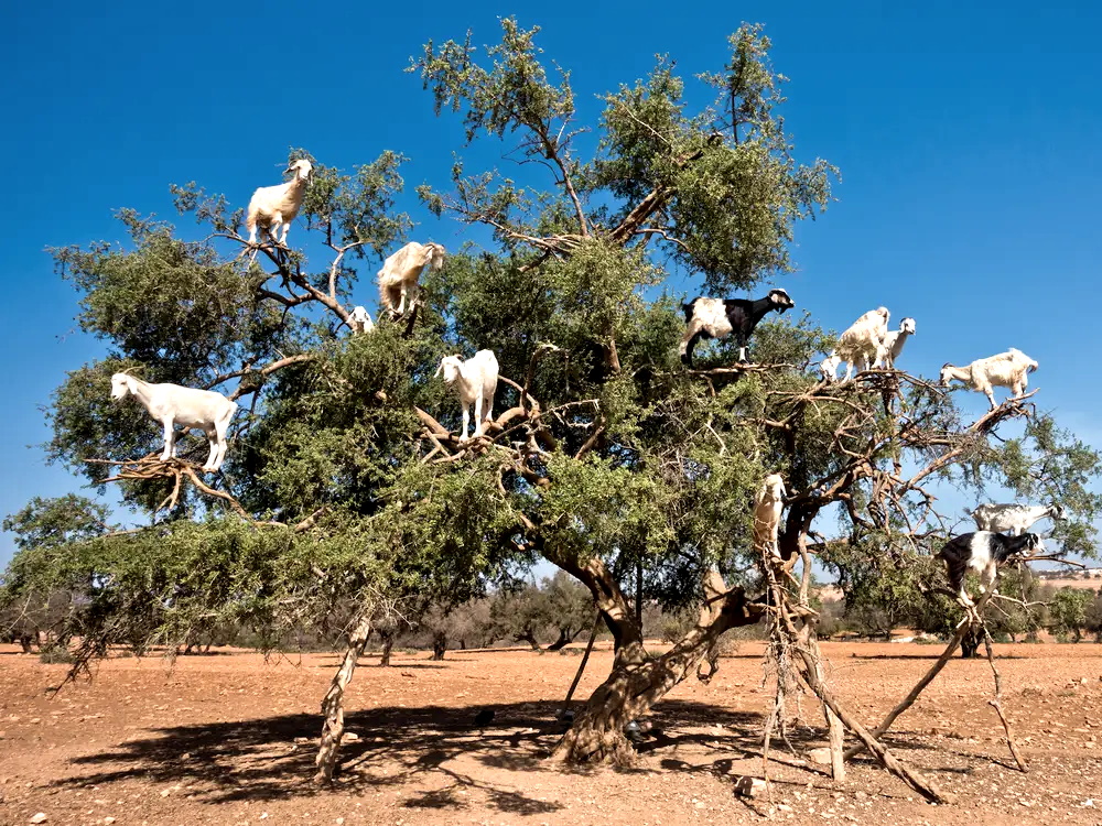 Morocco Goat Tree image source: https://www.insider.com/morocco-goat-trees-tourist-attraction-2019-4