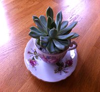 Master Gardener, Patty Noonan, herbs/edible flowers planter image from Chartwell Robert Speck email 14 June 2016