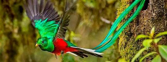 Resplendent Quetzal Google Image Source: mallardg500/GettyImages
