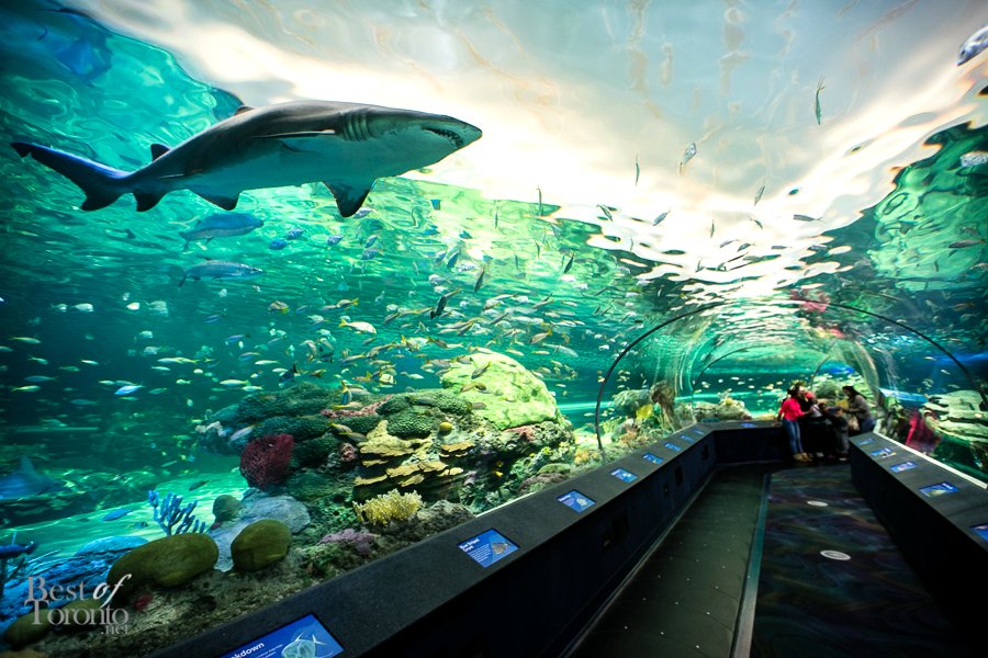 Ripley's Aquarium Google image from http://www.bestoftoronto.net/wp-content/uploads/2013/10/Ripleys-Aquarium-BestofToronto-2013-022.jpg