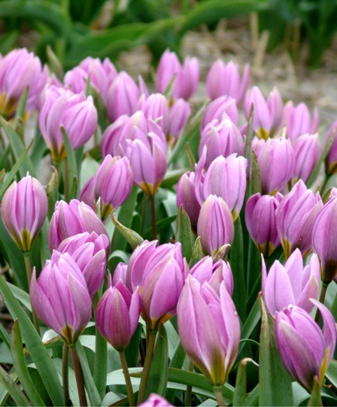 Tulipa-humilis-Magenta-Queen Google image from http://www.vanengelen.com/tulipa-humilis-magenta-queen.html