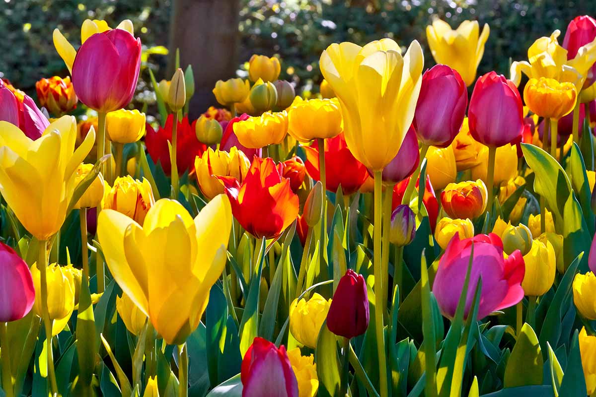 Tulips image source: Gardener's Path