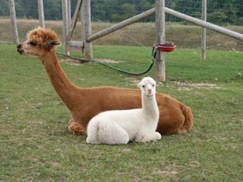 Hannah and Ice Angel alpacas Google image from http://www.alpacavistaranch.com/gallery/Album1.htm