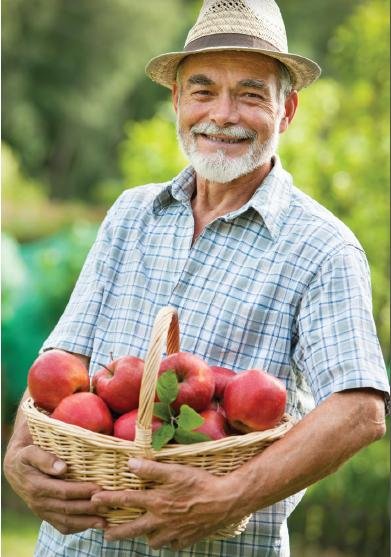 Autumn Harvest - Man with basket of apples - Image from Chartwell Regency Flyer Lisa Quick 24Sep13