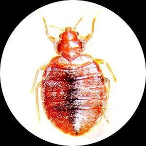 Bed Bug Google image from http://www.micropest.com/photos/bed-bug-bugs.jpg