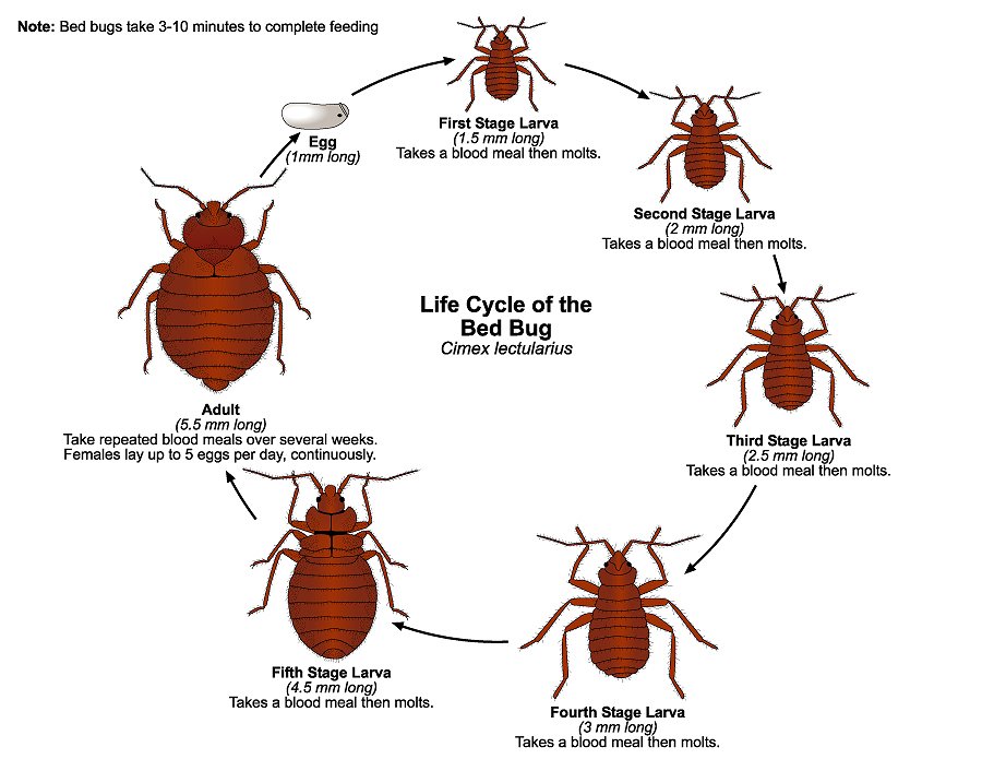 Bed Bug Life Cycle Google image from http://extension.entm.purdue.edu/publichealth/images/bedbug/popups/lifecycle.jpg