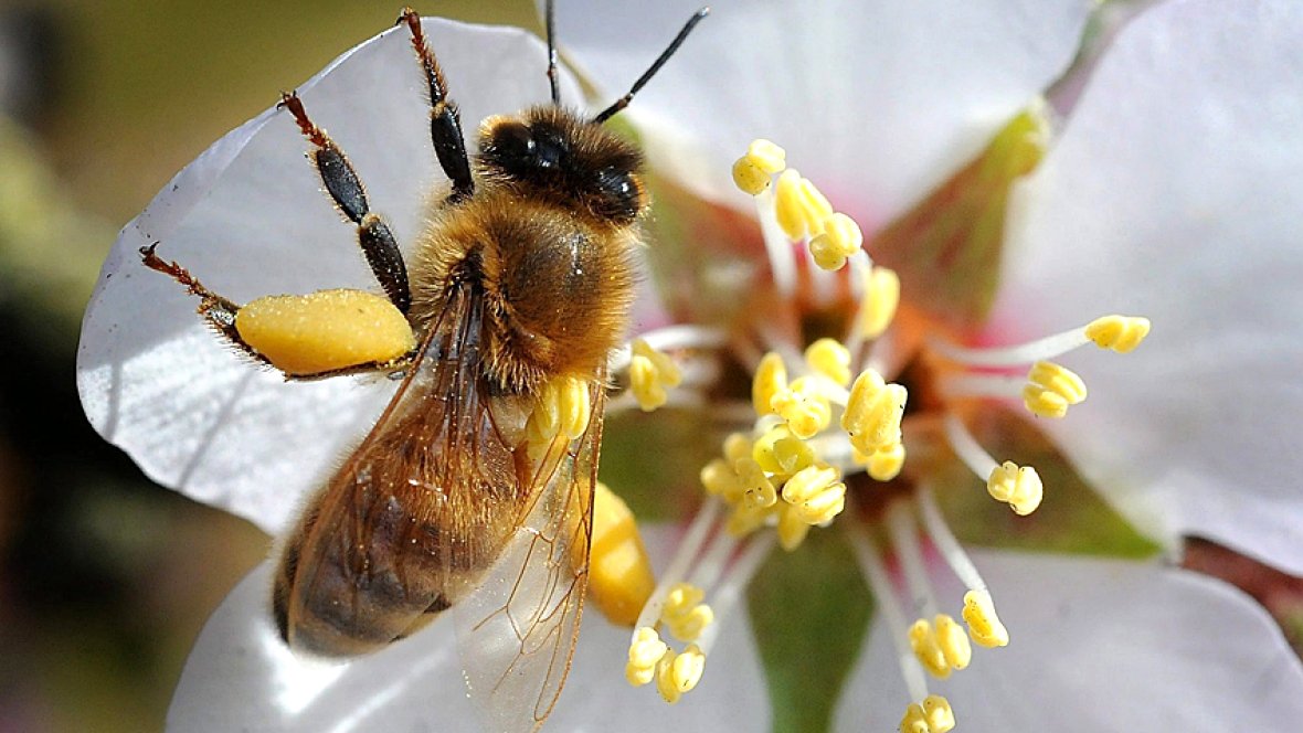 Huge honey bee losses across Canada Google image from http://www.cbc.ca/news/canada/huge-honey-bee-losses-across-canada-dash-hopes-of-upturn-1.1699198