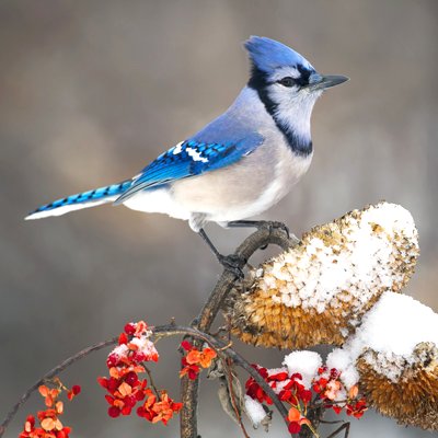 Blue Jay in Winter Google image from http://wildtones.com/winter_haven_for_backyard_birds