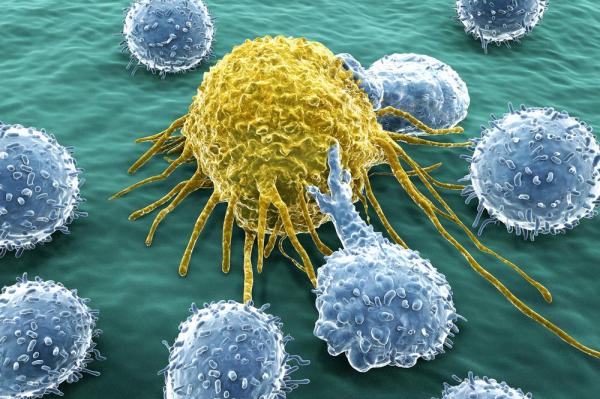New class of molecules kills cancer cells, saves healthy ones.
By Stephen Feller, May 13, 2015 Google image from http://www.upi.com/Health_News/2015/05/13/New-class-of-molecules-kills-cancer-cells-saves-healthy-ones/4971431526610/