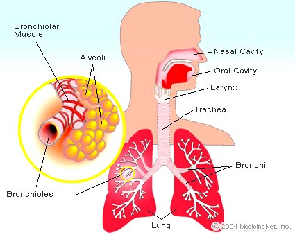Chronic Obstructive Pulmonary Disease (COPD, Chronic Obstructive Lung Disease, COLD) Google image from http://images.medicinenet.com/images/illustrations/lungs.jpg