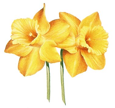 Daffodil Google image from http://static.howstuffworks.com/gif/willow/daffodil-info1.gif