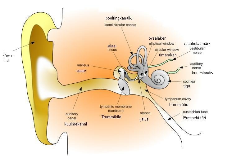 Tinnitus - Inside the Ear Google image from http://upload.wikimedia.org/wikipedia/et/0/07/Inimk%C3%B5rva_l%C3%A4bil%C3%B5ige.JPG
