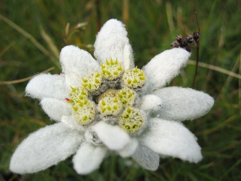 Edelweiss Google image from http://i197.photobucket.com/albums/aa284/JeanDonisch/edelweiss.jpg