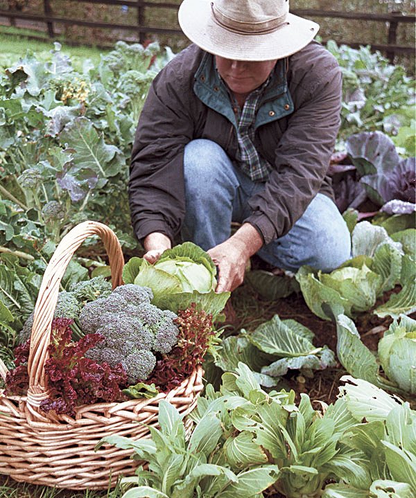 Fall Gardening Google image from http://www.vegetablegardener.com/assets/uploads/posts/5545/kg29-california-garden-01.jpg