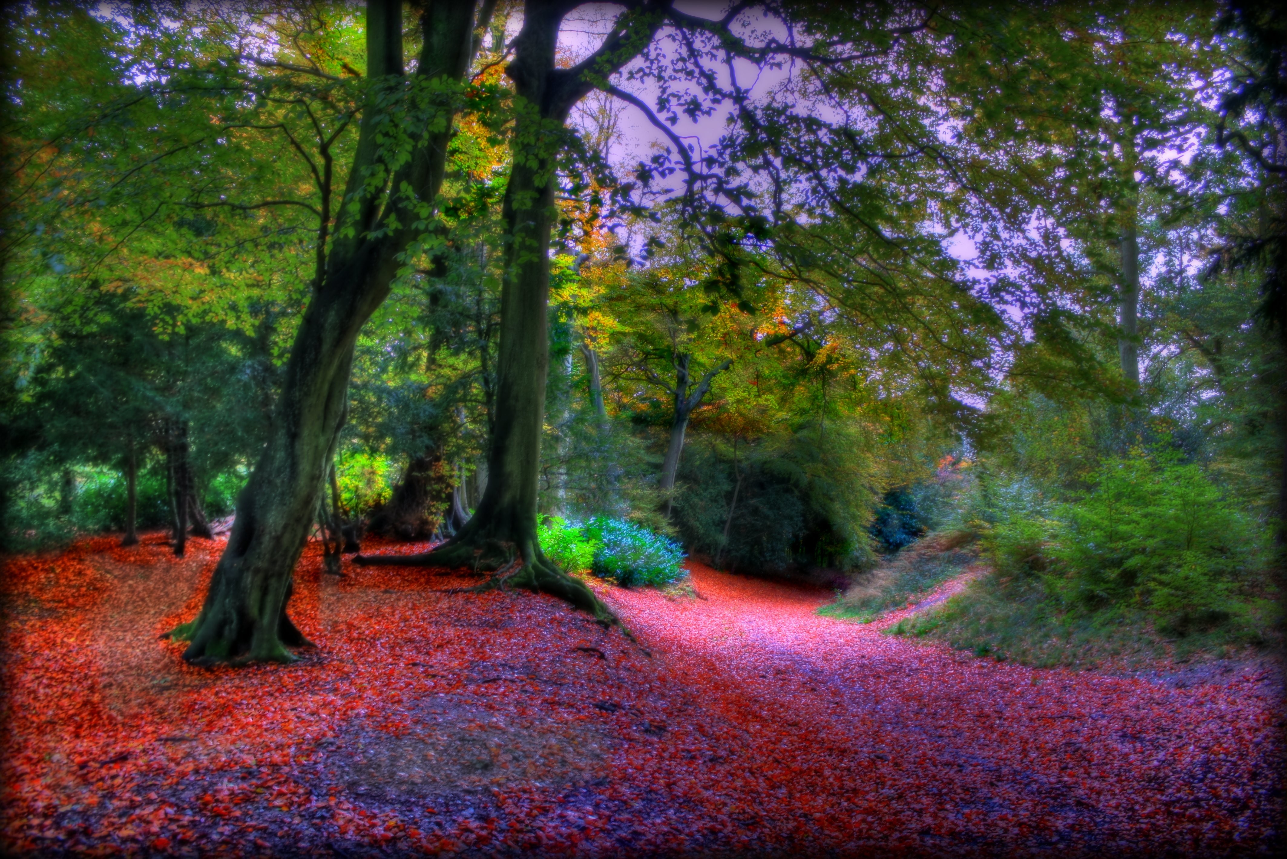 Great Walk Pretty Beautiful Season Leaves Google image from http://xinature.com/great-walk-pretty-beautiful-season-leaves-nice-cool-beauty-forest-park-colors-trees-photography-nature-amazing-scenery-landscape-autumn-view-lovely-hd-live-wallpaper-for-pc/