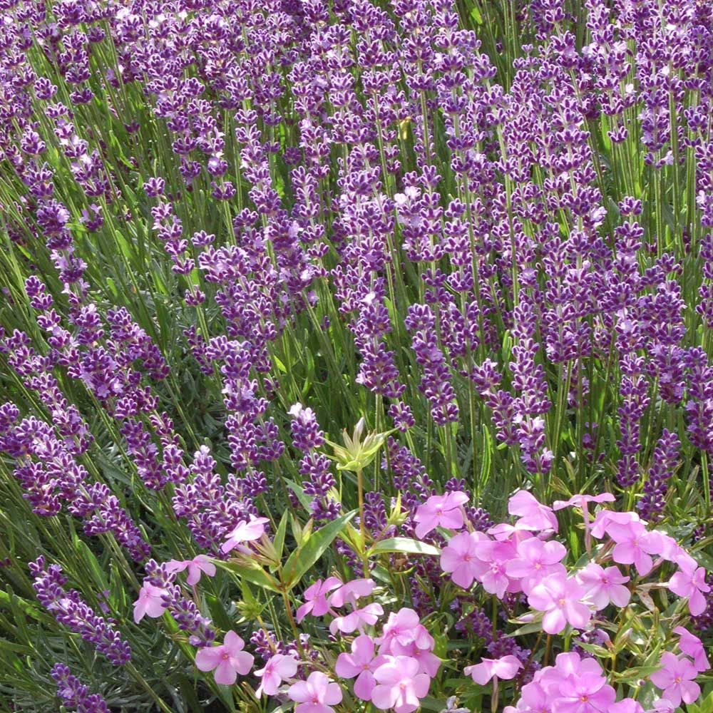 Lavender Big Time Blue Google image from https://i.pinimg.com/originals/6a/a2/d1/6aa2d13bdb3be325490690a016df1a0d.jpg