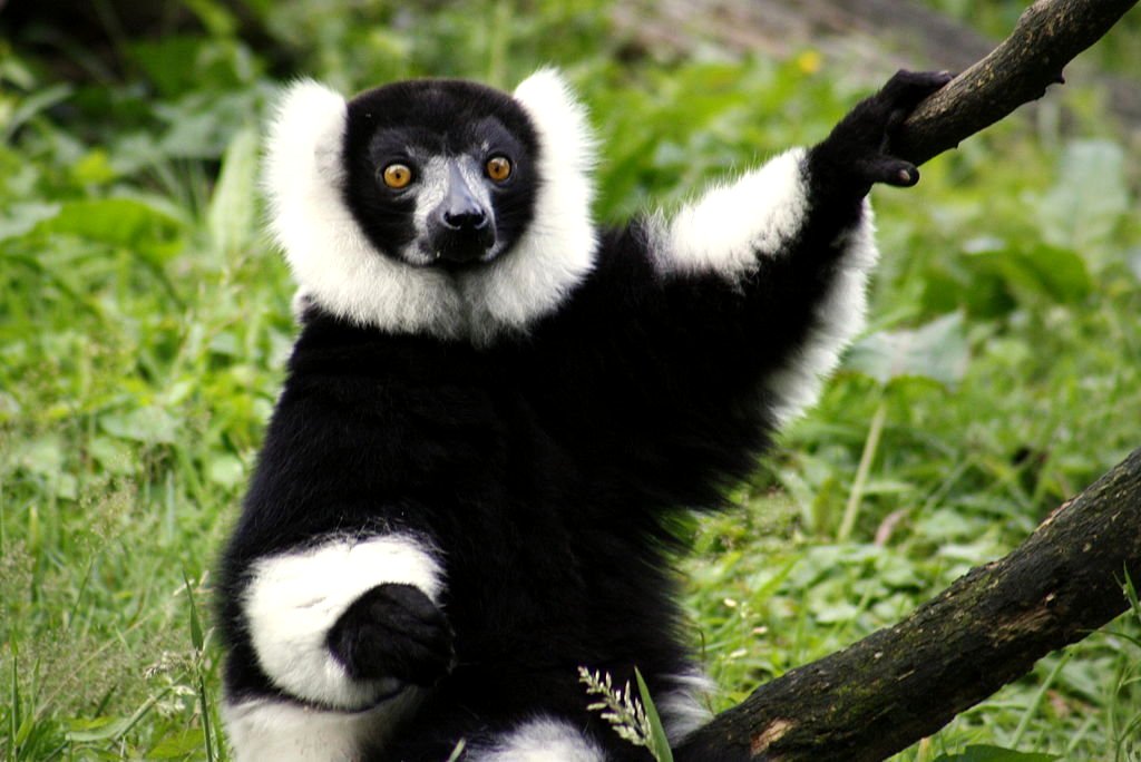 A Black-and-white Ruffed Lemur, Wikimedia Commons/Heinonlein Google image from http://static1.businessinsider.com/image/5528218569bedd8012404332-1024-684/lemur-15.jpg