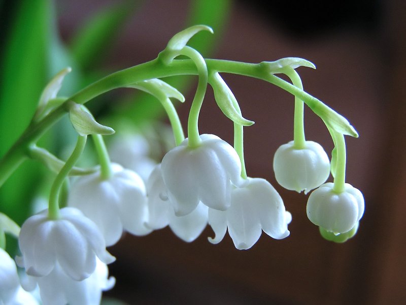 Lily of the Valley Google image from http://dalybeauty.ca/lily-of-the-valley-perfumes-bloom-in-may/