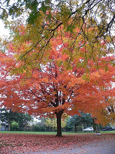 Maple Tree Google image from http://www.mountpleasantcemeterylondon.ca/images/gallery/MPC-Scenic-5.jpg