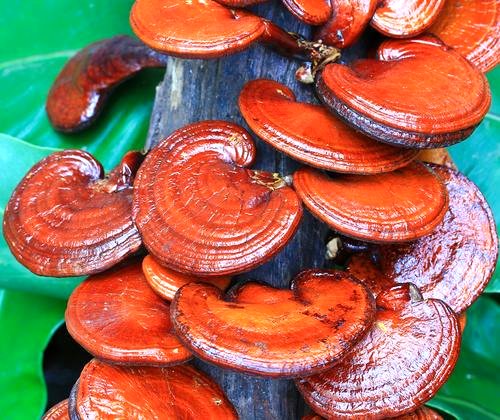 Medicinal Mushroom Reishi image from http://breakingmuscle.com/nutrition/medicinal-mushrooms-the-ancient-superfood
