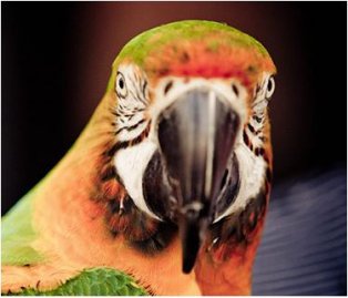 Parrot - Hands On Exotics Google image from http://www.handsonexotics.com/