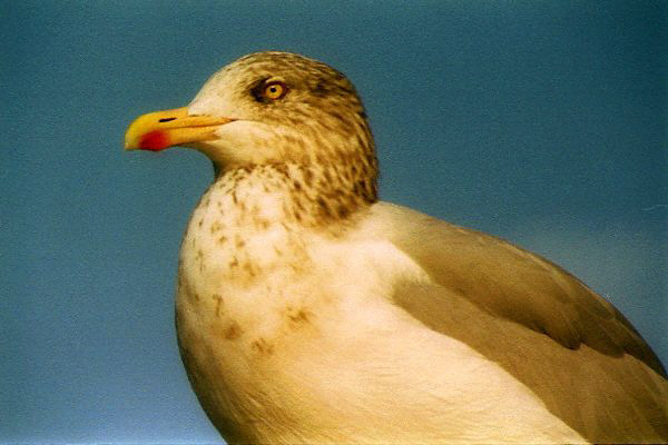 seagull"