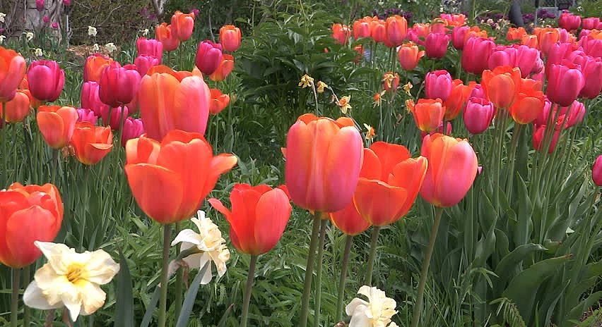 Toronto, Ontario, Canada May 2016 Epic vibrant flowers and tulips blooming in Edwards gardens Google image from http://il5.picdn.net/shutterstock/videos/16808647/thumb/1.jpg?i10c=img.resize(height:160)
