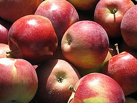 Chudleigh's Apple Farm Google image from http://schools.tdsb.on.ca/mauricecody/applefarm.jpg