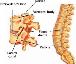 Spine Google image from http://www.hrsdc.gc.ca/eng/labour/publications/health_safety/images/back_figure1.jpg