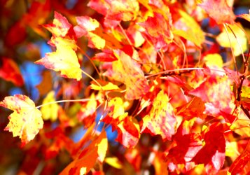 Fall Colours from Google image http://z.about.com/d/landscaping/1/0/S/D/red_maple_3_colors.jpg