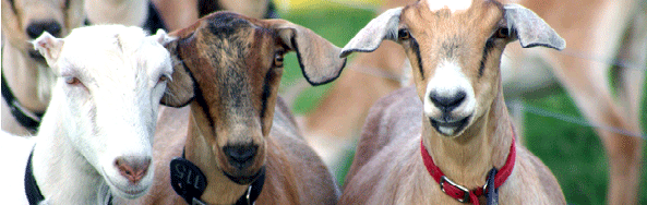 River's Edge Goat Dairy Google image from www.goatmilkproducts.ca/images/goats.gif