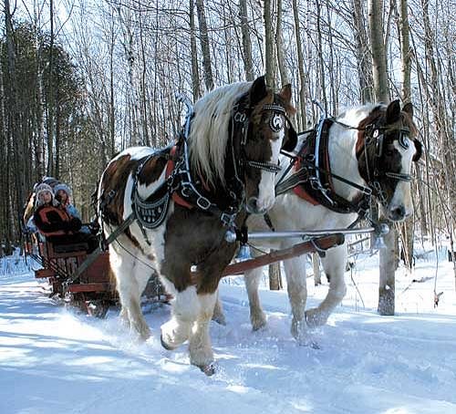 Hank & Jenny - Horses pulling sleigh