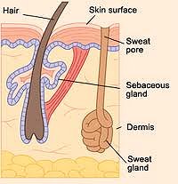 Sweat Glands Google image from http://www.excessivesweatingtreatment101.com/wp-content/uploads/2011/01/sweat-glands.gif