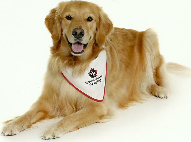 Therapy Dog image from http://westernreport.fims.uwo.ca/index.php/four-legged-volunteers-provide-canine-comfort/