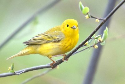 Yellow Warbler Google image from http://northof49photography.com/blog/