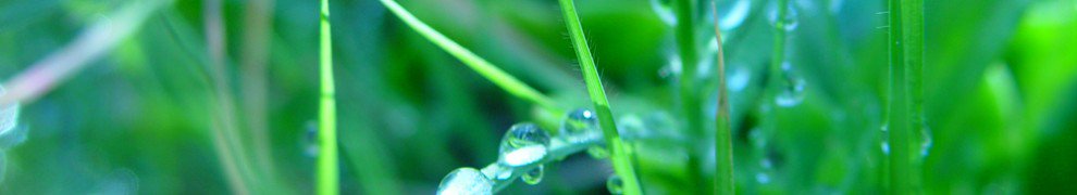 Website banner of Dr. Orest Szczurko, Naturopath, Google image from http://www.noumena.ca/press/wp-content/themes/coraline/images/headers/990x180xwater-drops.jpg.pagespeed.ic.K-RiG9-_L1.jpg