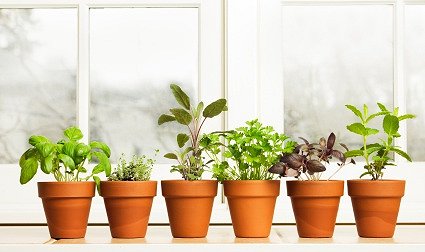 Windowsill Gardening Google image from http://www.harvesttotable.com/wp-content/uploads/2010/01/Window-Sill-Gardening.jpg